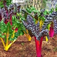 ราคา 20 เมล็ด บีท สวิสชาร์ด มิกซ์สตาร์ Beet Swiss Chard Mix Star ผักต่างประเทศ (43323776172)