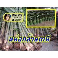 ราคา หน่อกล้วยตานี กล้วยตานี ( 2 หน่อ) กล้วยตานี ใบกล้วยตลาดยังต้องการสูงมาก แม้หมู่บ้านเล็กๆ ก็ยังมีคนมาขอซื้อใบ ทำบายศรี (12908104551)