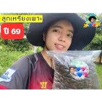 ราคา ลูกเหรียงใต้ ลูกเหรียงตรัง ปี 69 Kaset Ban Gie (22378347919)