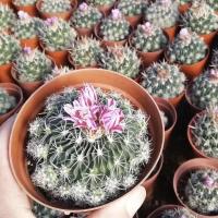 ราคา [ถูกสุด] Cactus คลื่นสมอง กระบองเพชร แคคตัส (7252246744)
