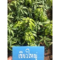 ราคา ต้นมะม่วงเขียวใหญ่ เสียบยอดแท้ (9060873946)