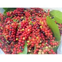 ราคา หมากเม่าหลวง ผลไม้รสชาติเปรี้ยวหวาน 1กล่องน้ำหนัก500กรัม (23951146670)