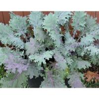 ราคา ต้นพันธุ์ เคลแดงรัสเซีย ถุงดำพร้อมปลูก 29 บาท Red Russian Kale เคลรัสเซียสีแดง เป็นเคลแดงรัสเซีย เคลแดง ใบหยิก (28329824816)