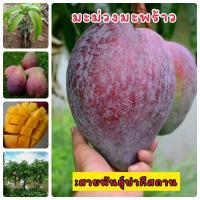 ราคา #ต้นมะม่วงมะพร้าว มะม่วงผลใหญ่ต้นเสียบยอด (23327612417)