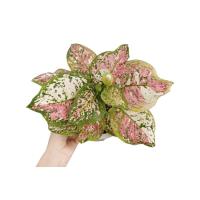 ราคา Aglaonema sp. Tricolor Anyamanee （อโกลนีมา อัญมณีสามสี） (13305693294)