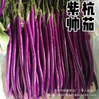 ราคา 紫มะเขือเทศเมล็ด เกย์ 紫红绿茄种子长线长圆茄子籽原装四季蔬菜种子大全สีม่วง ชวย แขวนเมล็ดสีม่วงสีแดงสีเขียวมะเขือยาวเมล็ดยาวสายมะเขือ20260416 (57208912140)