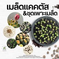ราคา เมล็ดแคคตัส กระบองเพชร ยิมโนฯ แอสโตรไฟตัม / ชุดเพาะเมล็ด (6838090704)