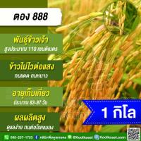 ราคา เมล็ดพันธุ์ข้าว ทดลองปลูก ข้าวเจ้า ตอง 888 ไม่ไวแสง นาปี นาปรัง ทนแดด ทนหนาว ทนต่อโรคแมลง 1 กก. คูลเกษตร KR137 (50359343544)