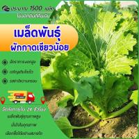 ราคา 1500 เมล็ด เมล็ดพันธุ์ผักกาดเขียวน้อย เมล็ดผักกาดเขียวน้อย ผักกาดหิ่น งอกดี ใบหยักสวย รสหวานกรอบ (54304337351)