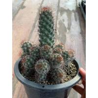 ราคา แมมหนามตะขอแดง(Mammillaria mazatlanensis)/แคคตัส/กระบองเพชร/ไม้อวบน้ำ/พืชทะเลทราย (4965033604)