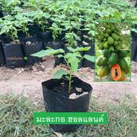 ราคา ต้นมะละกอ พันธุ์ มะละกอฮอลแลนด์ (Holland Papaya) มะละกอ ต้นเตี้ย ผลดก (รับประกัน ส่งใหม่ฟรี หากสินค้าเเสียหาย!!) (25965249960)