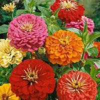 ราคา เมล็ดพันธุ์ ดอกบานชื่นคละสี 100 เมล็ด Mixed Zinnia Flower Seed เมล็ดพันธุ์แท้ ดอกบานชื่นซ้อน เมล็ดบานชื่น (19315651362)