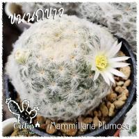 ราคา แมม ขนนกขาว ดอกขาว/Mammillaria Plumosa (22880211222)