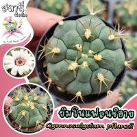 ราคา ยิมโนแฟลนซิอาย Gymnocalycium Pflanzii ไม้เมล็ด กระบองเพชร ไม้อวบน้ำ succulent แคคตัส cactus (29756610062)
