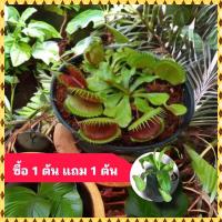 ราคา ต้นกาบหอยแครง ต้นไม้กินแมลง ต้นหม้อข้าวหม้อแกงลิง (26455123100)