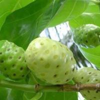 ราคา 20 เมล็ด ลูกยอ ต้นยอ น้ำลูกยอ Great morinda Tahitian noni (4693871899)