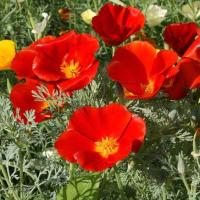 ราคา 200 เมล็ด ดอกป๊อปปี้ ป๊อปปี้ สื่อถึง ดอกไม้แห่งสันติภาพ Poppy Seeds สายพันธุ์ California Poppy Red (41823800682)