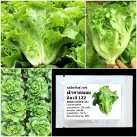 ราคา เมล็ดพันธุ์ ผักกาดหอม อิตาลี122 Italian Lettuce Seed บรรจุ 500 เมล็ด คุณภาพดี ของแท้ 100% (42809441966)