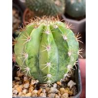 ราคา เมโลแคระด่าง ราคาใหม่! Melocactus variegated ฝ (27279823246)