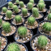 ราคา [ถูกสุด] Cactus ดาวล้อมเดือน 3-4ซม กระบองเพชร แคคตัส (8316195433)