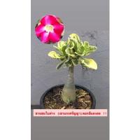 ราคา ชวนชมใบด่าง (เขาแกะศรัญญา) สีแดงสด !!! (10238745516)