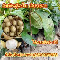 ราคา ต้นละไม เสียบยอด ละใม รสชาติคล้ายๆมะไฟมีรสชาติหวานกว่ามะไฟ เปลือกบาง (13751276460)