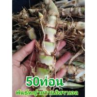ราคา พันธุ์หญ้าหวานอิสราเอล/หญ้าเลี้ยงสัตว์50ท่อน (8561083251)