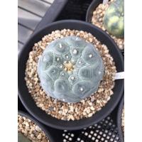ราคา Lophophora Fricii (ชำหน่อรากดี) (13126199061)