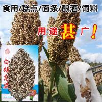 ราคา พร้อมสต็อก จัดส่งด่วน ข้าวฟ่างเหนียวสีขาว เมล็ดข้าวฟ่างข้าวเหนียวสีแดง เมล็ดข้าวฟ่างนิตยสาร เมล็ดข้าวฟ่าง เกิดต่ํา ป้องกันการแห้ง สูง-212360627 (40532080087)