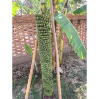ราคา หน่อ กล้วยร้อยหวี (Musa chiliocarpa Back.) | ไม้ประดับ | ขายเป็นหน่อ (15767955120)