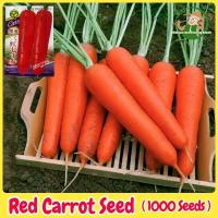 ราคา ปลูกง่าย เมล็ดสด100% เมล็ดพันธุ์ แครอท สีแดง บรรจุ 1000เมล็ด Red Carrot Seeds ผักสวนครัวผักออร์แกนิก เมล็ดพันธุ์ผัก (57260409879)