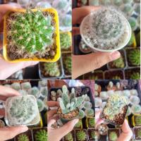 ราคา แคคตัส กระบองเพชร ดาวล้อมเดือน ขนนก มิ้กกี้เมาส์ แมมเม็ดพริก ต้นไม้ (4453774324)