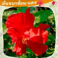 ราคา ชบาซ้อนดอกแดง ต้นชบาสีแดง ชบาดอกดก ปลูกง่าย (20277327812)