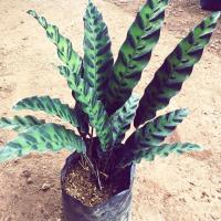 ราคา ต้นกาเหว่าลาย Calathea lancifolia Boom (4038686238)