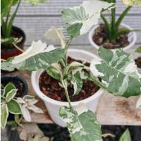 ราคา Alocasia Okinawa Silver บอนกระดาษด่างโอกินาว่า กระถาง 6 นิ้ว (18831823991)