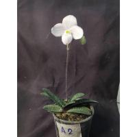 ราคา รองเท้านารีขาวพังงา(Paphiopedilum thaianum) (24522619437)