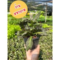 ราคา ว่านมหากาฬ ต้นมหากาฬ (52001053141)
