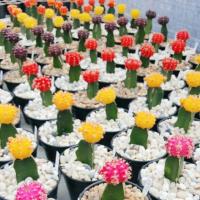 ราคา ยิมโนหัวสี (Gymnocalycium mihanovichii f. variegata) (60496985)