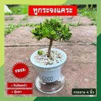 ราคา (มีของแถม!!) หูกระจงแคระ พร้อมกระถางต้นไม้ 4 นิ้ว แบบใส รดน้ำอัตโนมัติ ต้นหูกระจง ต้นแผ่บารมี ต้นไม้มงคล นำโชค (23555561613)