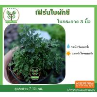 ราคา ต้นฟิร์นใบผักชี ในกระถาง ขนาด3นิ้ว ไม้มงคล พร้อมกระถางฟรี ต้นสูง 5-7 ซม.วางบนโต๊ะทำงานได้ (3341523392)