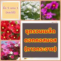 ราคา ชุดรวมเมล็ดดอกคอสมอส (ดาวกระจาย) คละสี สีแดง สีขาว และสีชมพู เมล็ดพันธุ์แท้ เก็บเมล็ดปลูกต่อได้ (ซื้อรวม 5ซอง แถม 1ซอง) (21378564630)