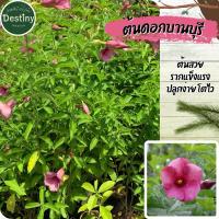ราคา ต้นดอกบานบุรี ดอกสีม่วงสวย (27572696885)