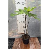 ราคา มะเดื่อฝรั่ง Fig พันธุ์ Green Goliath (28356732557)