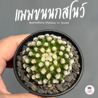ราคา แมมขนนกสโนว์ #โคลน2 Mammillaria Plumosa cv SnowII แคคตัส กระบองเพชร cactus&succulent (27572629889)