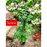 ราคา ต้นโมกพวง ไม้ประดับ แนวรั้วบ้าน กลิ่นหอม โมก (22049112348)
