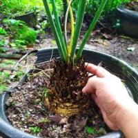 ราคา 1 หน่อ ปรงชะเมา Cycas chamaoensis ขนาด 10 ซม (3866366012)
