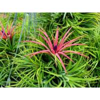 ราคา สับปะรดอากาศ (Tillandsia) ไม้ฟอกอากาศ ทิลแลนเซียราคาถูก ไม้ดอกไม้ประดับ (21785491921)