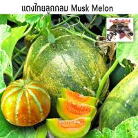 ราคา เมล็ดพันธุ์แตงไทย พันธุ์ลูกกลมทองเอก 35 เมล็ด [10 เเถม 1 คละได้] (5037892929)