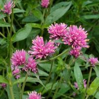 ราคา เมล็ดบานไม่รู้โรยญี่ปุ่น Firework Flower สีชมพูเข้ม (42853542907)