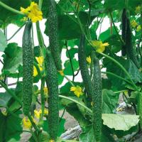 ราคา Green Long Cucumber Seed เมล็ดแตงกวาญี่ปุ่น - 50เมล็ด/ซอง อัตรางอกสูง เมล็ดพันธุ์แตงกวา Fresh Japanese Cucumber Seeds (45602418699)